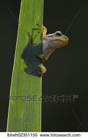 Stock Image - "European Tree Frog (Hyla arborea), Loar, Kramsach, Tyrol, Austria, Europe". Fotosearch