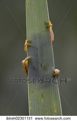 Stock Image - "European Tree Frog (Hyla arborea), Loar, Kramsach, Tyrol, Austria, Europe". Fotosearch