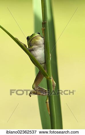 "European tree frog (Hyla arborea), Loar, Kramsach, Tyrol, Austria, Europe" View Large Photo Image Stock Photo - "European tree frog (Hyla arborea), Loar, Kramsach, Tyrol, Austria, Europe". Fotosearch