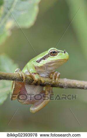 "European Tree Frog (Hyla arborea), Lower Lusatian Heath Nature Park, Brandenburg, Germany, Europe" View Large Photo Image Stock Photo - "European Tree Frog (Hyla arborea), Lower Lusatian Heath Nature Park, Brandenburg, Germany, Europe". Fotosearch