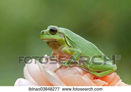 European Tree Frog (Hyla arborea) sitting on a rose View Large Photo Image Stock Photo - European Tree Frog (Hyla arborea) sitting on a rose. Fotosearch