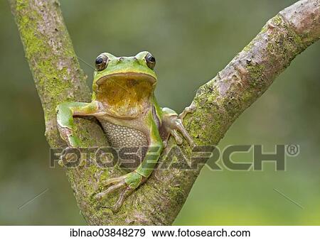 European Tree Frog (Hyla arborea) sitting in the fork of a tree View Large Photo Image Stock Photo - European Tree Frog (Hyla arborea) sitting in the fork of a tree. Fotosearch