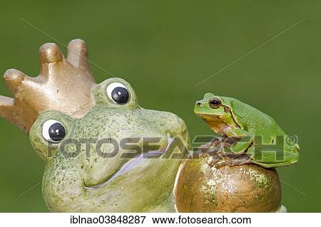 "European Tree Frog (Hyla arborea) sitting on a stone frog, frog prince" View Large Photo Image Stock Photo - "European Tree Frog (Hyla arborea) sitting on a stone frog, frog prince". Fotosearch
