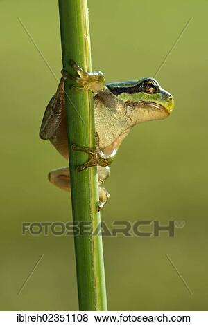 "European Tree Frog (Hyla arborea), Loar, Kramsach, Tyrol, Austria, Europe" View Large Photo Image Stock Photo - "European Tree Frog (Hyla arborea), Loar, Kramsach, Tyrol, Austria, Europe". Fotosearch