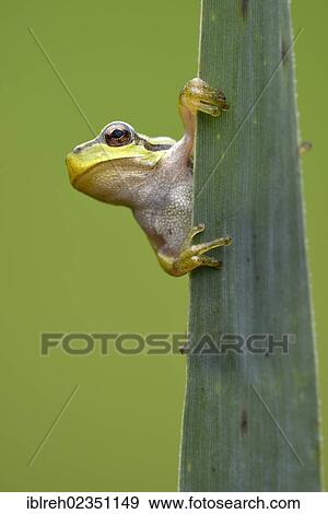 "European Tree Frog (Hyla arborea), Loar, Kramsach, Tyrol, Austria, Europe" View Large Photo Image Stock Photo - "European Tree Frog (Hyla arborea), Loar, Kramsach, Tyrol, Austria, Europe". Fotosearch