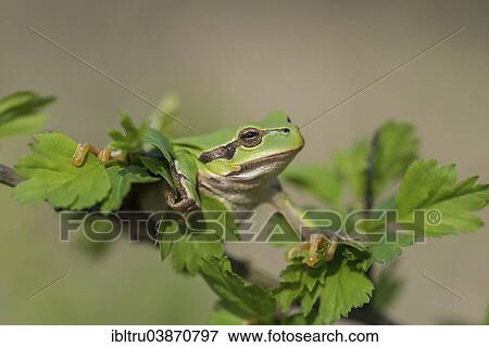 Stock Photo - "European Tree Frog (Hyla arborea), Burgenland, Austria, Europe". Fotosearch