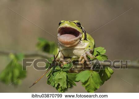 "European Tree Frog (Hyla arborea), Burgenland, Austria, Europe" View Large Photo Image Stock Photo - "European Tree Frog (Hyla arborea), Burgenland, Austria, Europe". Fotosearch