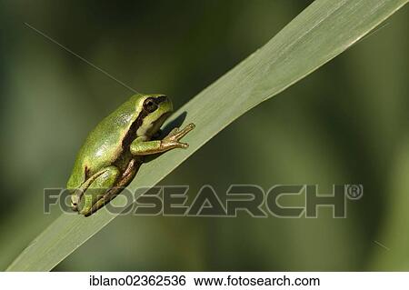 "European tree frog (Hyla arborea), Loar, Kramsach, Tyrol, Austria, Europe" View Large Photo Image Stock Photograph - "European tree frog (Hyla arborea), Loar, Kramsach, Tyrol, Austria, Europe". Fotosearch