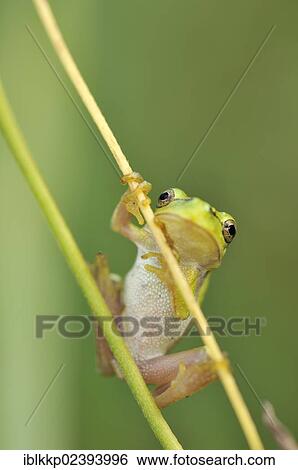 "European Tree Frog (Hyla arborea), near Leipzig, Saxony, Germany, Europe" View Large Photo Image Stock Photograph - "European Tree Frog (Hyla arborea), near Leipzig, Saxony, Germany, Europe". Fotosearch