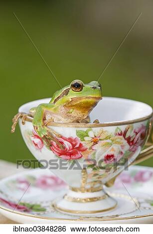 European Tree Frog (Hyla arborea) sitting in a cup View Large Photo Image Stock Photograph - European Tree Frog (Hyla arborea) sitting in a cup. Fotosearch