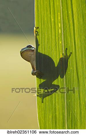 "European Tree Frog (Hyla arborea), Loar, Kramsach, Tyrol, Austria, Europe" View Large Photo Image Stock Photograph - "European Tree Frog (Hyla arborea), Loar, Kramsach, Tyrol, Austria, Europe". Fotosearch