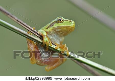 Stock Photography - "European Tree Frog (Hyla arborea), near Leipzig, Saxony, Germany, Europe". Fotosearch