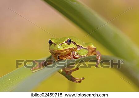 "European tree frog (Hyla arborea), Lechauen, Vorarlberg, Austria, Europe" View Large Photo Image Stock Photography - "European tree frog (Hyla arborea), Lechauen, Vorarlberg, Austria, Europe". Fotosearch