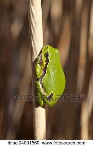 "European Tree Frog or European Treefrog (Hyla arborea) perched on reed, Burgenland, Austria, Europe" View Large Photo Image Stock Image - "European Tree Frog or European Treefrog (Hyla arborea) perched on reed, Burgenland, Austria, Europe". Fotosearch