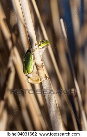 "European Tree Frog or European Treefrog (Hyla arborea) perched on reed, Burgenland, Austria, Europe" View Large Photo Image Stock Image - "European Tree Frog or European Treefrog (Hyla arborea) perched on reed, Burgenland, Austria, Europe". Fotosearch