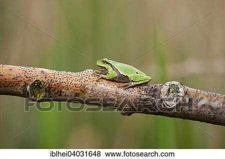 "European Tree Frog or European Treefrog (Hyla arborea) perched on the branch of a tree, Burgenland, Austria, Europe" View Large Photo Image Stock Photo - "European Tree Frog or European Treefrog (Hyla arborea) perched on the branch of a tree, Burgenland, Austria, Europe". Fotosearch