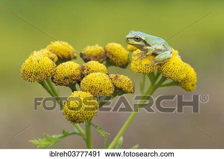 Stock Image - "European Treefrog (Hyla arborea), young, Burgenland, Austria, Europe". Fotosearch