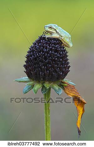 "European Treefrog (Hyla arborea), young, Burgenland, Austria, Europe" View Large Photo Image Stock Image - "European Treefrog (Hyla arborea), young, Burgenland, Austria, Europe". Fotosearch
