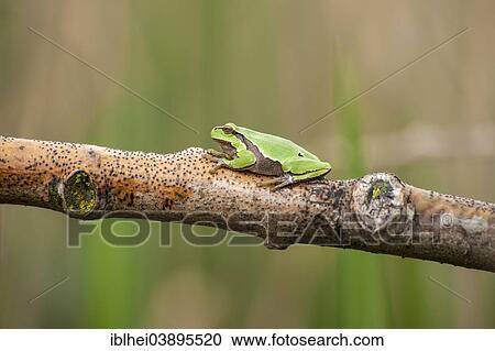 Stock Image - "European Treefrog or Tree Frog (Hyla arborea), on a branch, Austria, Europe". Fotosearch