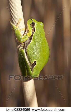 Stock Photograph - "European Treefrog or Tree Frog (Hyla arborea), clinging to a stem, Austria, Europe". Fotosearch