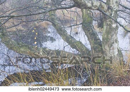 Stock Image - "European White Birch or Downy Birch (Betula pubescens), Haren, Emsland, Lower Saxony, Germany, Europe". Fotosearch