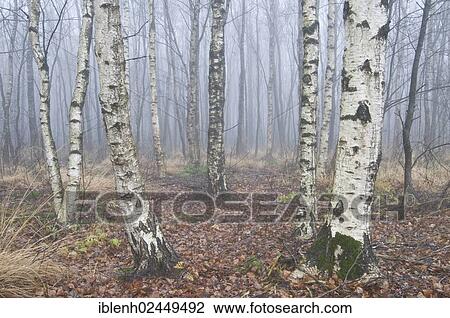 "European White Birch or Downy Birch (Betula pubescens), birch forest" View Large Photo Image Stock Image - "European White Birch or Downy Birch (Betula pubescens), birch forest". Fotosearch
