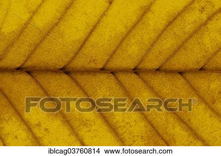 Picture - "European White Elm or Fluttering Elm (Ulmus laevis), leaf structure, back-lit, changing to autumn colours, Hesse, Germany, Europe". Fotosearch