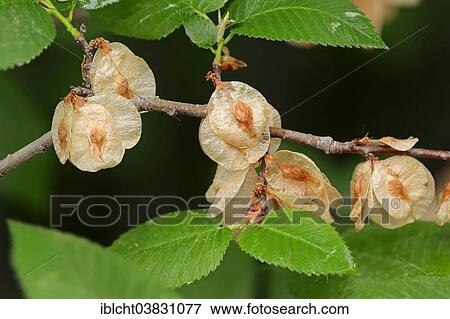 "European White Elm or Fluttering Elm (Ulmus laevis), branch with fruit, Provence, southern France, France, Europe" View Large Photo Image Stock Photo - "European White Elm or Fluttering Elm (Ulmus laevis), branch with fruit, Provence, southern France, France, Europe". Fotosearch