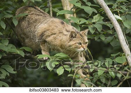 "European wildcat (Felis silvestris) sneaking through the bushes, captive, Bavaria, Germany, Europe" View Large Photo Image Stock Image - "European wildcat (Felis silvestris) sneaking through the bushes, captive, Bavaria, Germany, Europe". Fotosearch