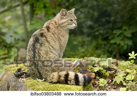 "European wildcat (Felis silvestris) sitting on a tree stump, captive, Bavaria, Germany, Europe" View Large Photo Image Stock Photo - "European wildcat (Felis silvestris) sitting on a tree stump, captive, Bavaria, Germany, Europe". Fotosearch