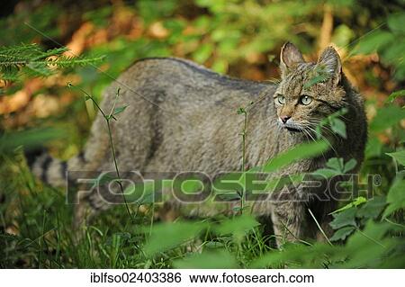 "European wildcat (Felis silvestris), animal park Bavarian Forest National Park, Bavaria, Germany, Europe" View Large Photo Image Stock Photograph - "European wildcat (Felis silvestris), animal park Bavarian Forest National Park, Bavaria, Germany, Europe". Fotosearch