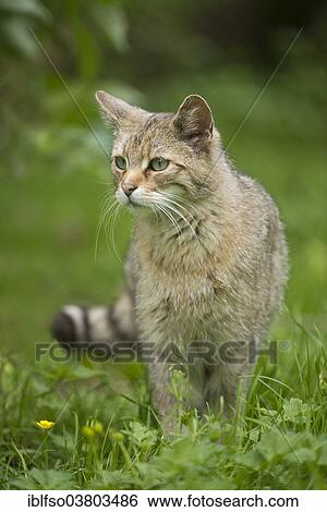 "European wildcat (Felis silvestris) standing in a meadow, captive, Bavaria, Germany, Europe" View Large Photo Image Stock Photograph - "European wildcat (Felis silvestris) standing in a meadow, captive, Bavaria, Germany, Europe". Fotosearch
