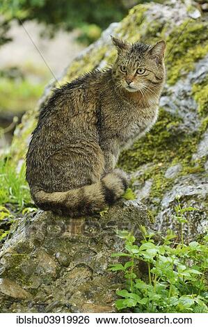 Stock Photograph - "European Wildcat (Felis silvestris silvestris) sitting in the pouring rain, captive, Goldau Arth Zoo, Canton of Schwyz, Switzerland, Europe". Fotosearch