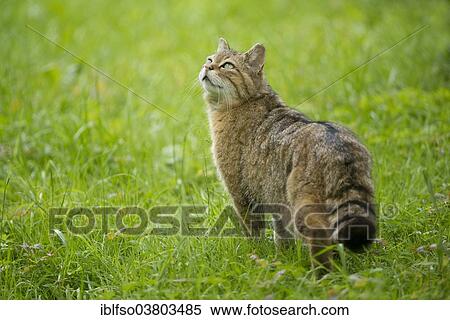 "European wildcat (Felis silvestris) standing in a meadow, captive, Bavaria, Germany, Europe" View Large Photo Image Stock Photography - "European wildcat (Felis silvestris) standing in a meadow, captive, Bavaria, Germany, Europe". Fotosearch