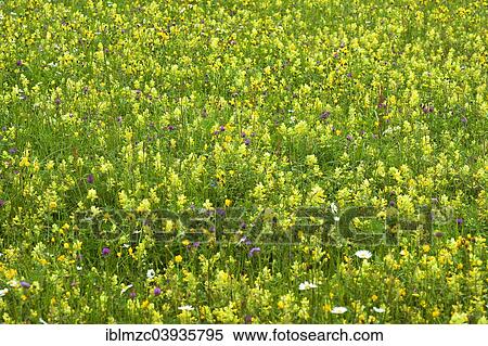 "European Yellow Rattle (Rhinanthus alectorolophus) on a flowering spring meadow, Bavaria, Germany, Europe" View Large Photo Image Stock Photography - "European Yellow Rattle (Rhinanthus alectorolophus) on a flowering spring meadow, Bavaria, Germany, Europe". Fotosearch