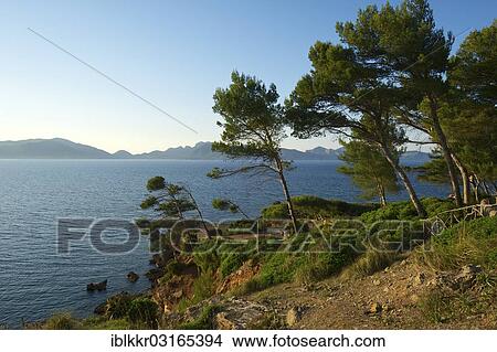 "Evening mood at Platja S'Illot, Alcudia, Majorca, Balearic Islands, Spain, Europe" View Large Photo Image Picture - "Evening mood at Platja S'Illot, Alcudia, Majorca, Balearic Islands, Spain, Europe". Fotosearch