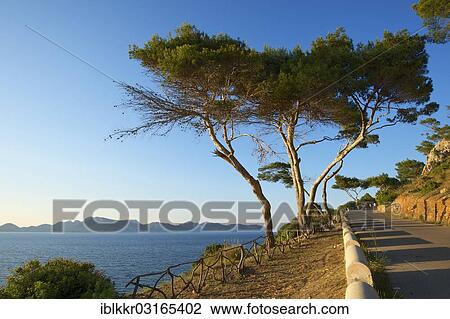 "Evening mood at Platja S'Illot, Alcudia, Majorca, Balearic Islands, Spain, Europe" View Large Photo Image Stock Image - "Evening mood at Platja S'Illot, Alcudia, Majorca, Balearic Islands, Spain, Europe". Fotosearch