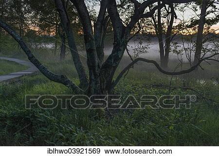 Stock Photo - "Evening mood atmosphere with fog, Schwarzes Moor nature reserve, high moor, Rhon Biosphere Reserve, Fladungen, Bavaria, Germany, Europe". Fotosearch