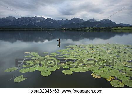 "Evening mood on Lake Hopfensee with lily pads in the Allgaeu near Fuessen, Bavaria, Germany, Europe, PublicGround, Europe" View Large Photo Image Stock Image - "Evening mood on Lake Hopfensee with lily pads in the Allgaeu near Fuessen, Bavaria, Germany, Europe, PublicGround, Europe". Fotosearch