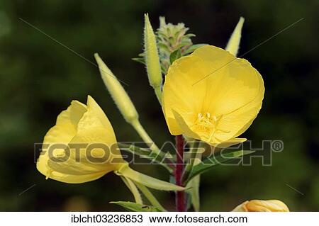 "Evening Primrose (Oenothera rubricaulis), flowers, North Rhine-Westphalia, Germany, Europe" View Large Photo Image Stock Image - "Evening Primrose (Oenothera rubricaulis), flowers, North Rhine-Westphalia, Germany, Europe". Fotosearch