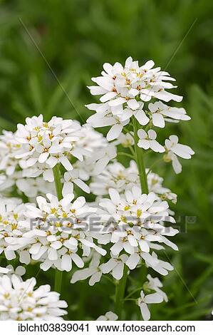"Evergreen Candytuft (Iberis sempervirens), Germany, Europe" View Large Photo Image Stock Image - "Evergreen Candytuft (Iberis sempervirens), Germany, Europe". Fotosearch
