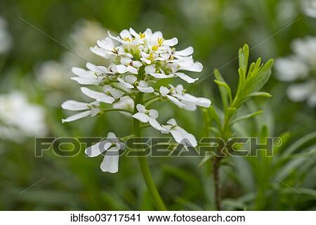 "Evergreen Candytuft (Iberis sempervirens), flowers and leaves, Saxony, Germany, Europe" View Large Photo Image Stock Image - "Evergreen Candytuft (Iberis sempervirens), flowers and leaves, Saxony, Germany, Europe". Fotosearch