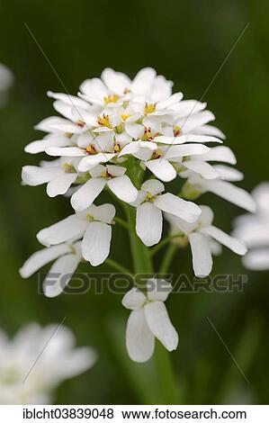 "Evergreen Candytuft (Iberis sempervirens), Germany, Europe" View Large Photo Image Stock Photo - "Evergreen Candytuft (Iberis sempervirens), Germany, Europe". Fotosearch