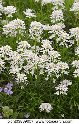 Stock Photo - "Evergreen Candytuft (Iberis sempervirens), Germany, Europe". Fotosearch