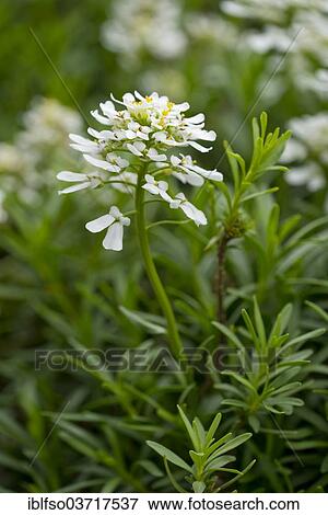 "Evergreen Candytuft (Iberis sempervirens), flowers and leaves, Saxony, Germany, Europe" View Large Photo Image Stock Photo - "Evergreen Candytuft (Iberis sempervirens), flowers and leaves, Saxony, Germany, Europe". Fotosearch