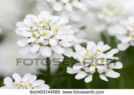 "Evergreen candytuft or perennial candytuft (Iberis sempervirens), North Rhine-Westphalia, Germany, Europe" View Large Photo Image Stock Photography - "Evergreen candytuft or perennial candytuft (Iberis sempervirens), North Rhine-Westphalia, Germany, Europe". Fotosearch