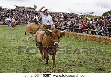 Evi Mair on the ox Malibu, Muensinger Ochsenrennen ox race, Muensing, Funfseenland region, Upper Bavaria, Bavaria, Germany, Europe View Large Photo Image Stock Photo - Evi Mair on the ox Malibu, Muensinger Ochsenrennen ox race, Muensing, Funfseenland region, Upper Bavaria, Bavaria, Germany, Europe. Fotosearch