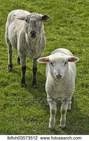 "Ewe with a lamb, near Cuxhaven, Lower Saxony, Germany, Europe" View Large Photo Image Stock Image - "Ewe with a lamb, near Cuxhaven, Lower Saxony, Germany, Europe". Fotosearch