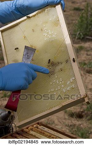Examining the new comb from the brood box for possible problems such as parasites View Large Photo Image Stock Photography - Examining the new comb from the brood box for possible problems such as parasites. Fotosearch