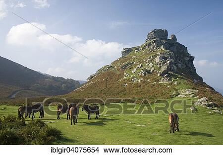 "Exmoor ponies at the Valley of Rocks, Lynton, England, United Kingdom, Europe" View Large Photo Image Picture - "Exmoor ponies at the Valley of Rocks, Lynton, England, United Kingdom, Europe". Fotosearch
